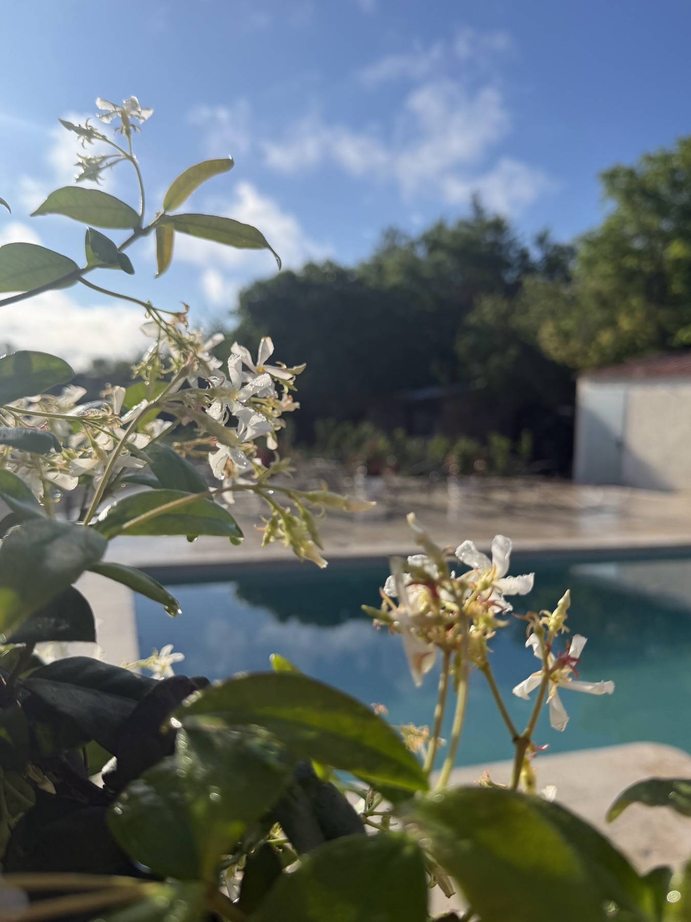 Piscine bordée de jasmin à fleurs blanches